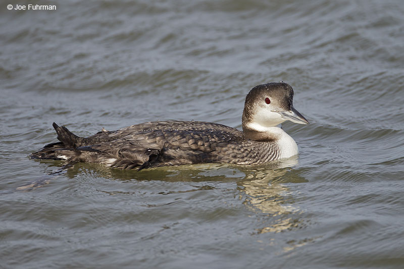 Common Loon Ocean Co., NJ Jan. 2013