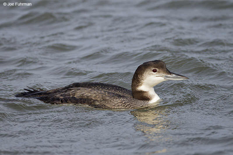 Common Loon Ocean Co., NJ Jan. 2013