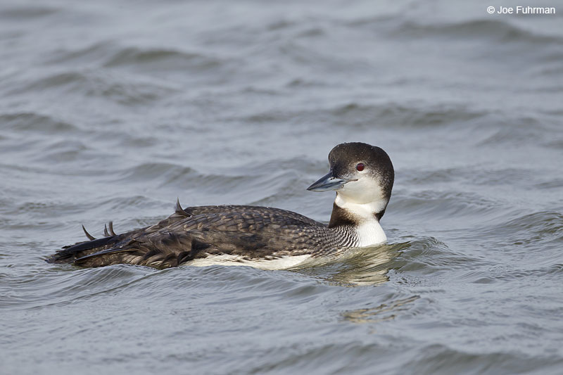 Common Loon Ocean Co., NJ Jan. 2013