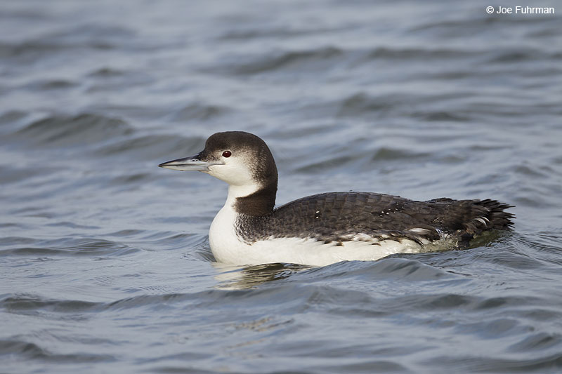 Common Loon Ocean Co., NJ Jan. 2013