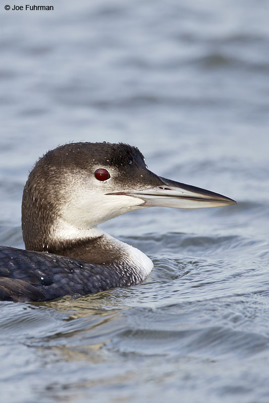 Common Loon Ocean Co., NJ Jan. 2013