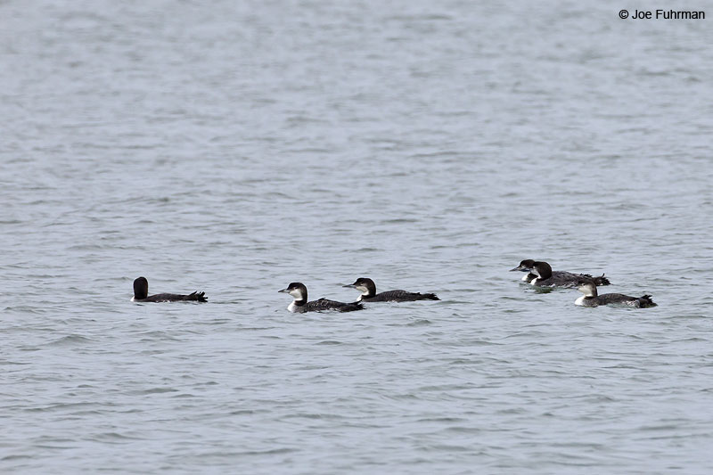 Common Loon Ocean Co., NJ Jan. 2013