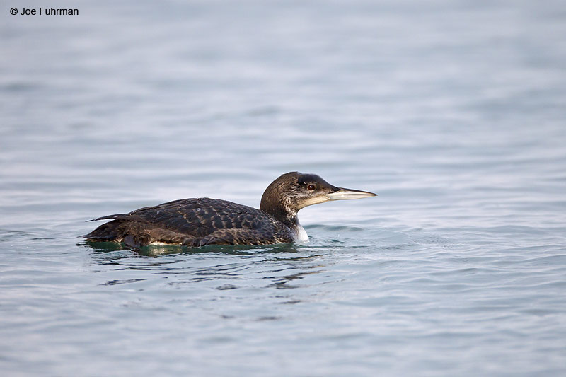 Common Loon San Luis Obispo Co., CA Nov. 2012