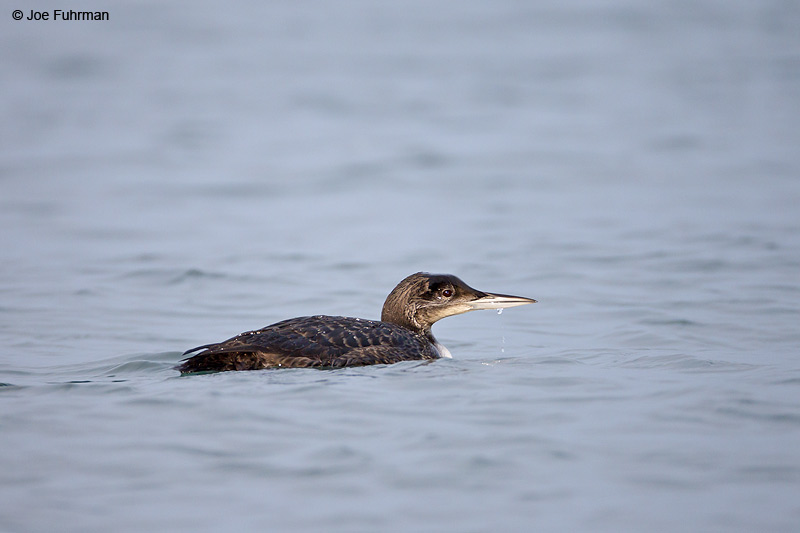 Common Loon San Luis Obispo Co., CA Nov. 2012