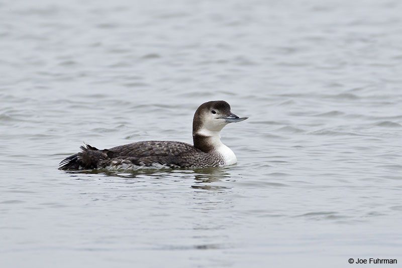 Common Loon with deformed bill. Ocean Co., NJ Jan. 2013