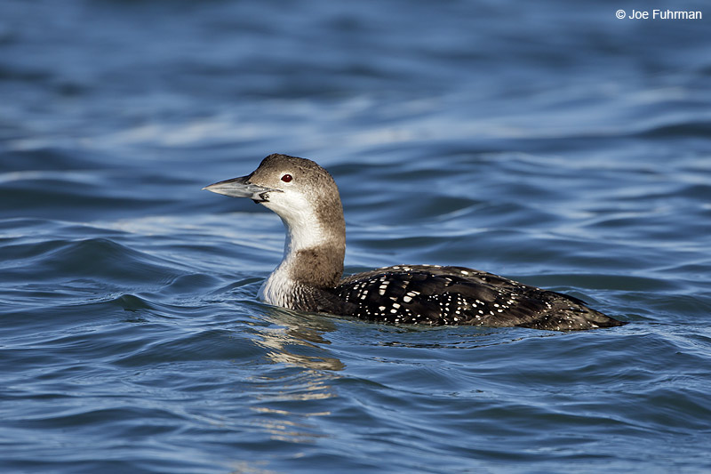 Common Loon Homer, AK March 2011