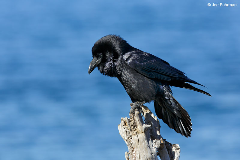 Common RavenSanta Cruz IslandChannel Islands N.P., CA Feb. 2015