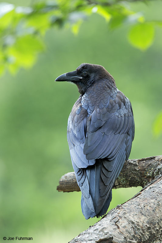 Common Raven St. Louis Co., MN July 2014