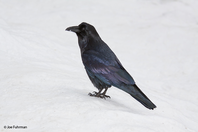 Common Raven Mariposa Co., CA December 2009