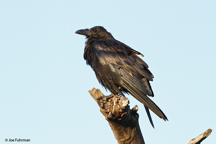 Common Raven Grand Teton National Park, WY Sept. 2011
