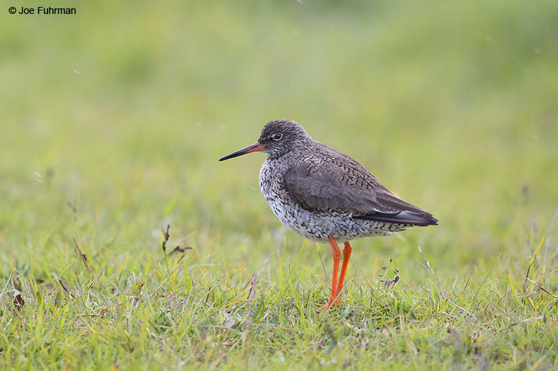 Common Redshank Iceland   July 2013