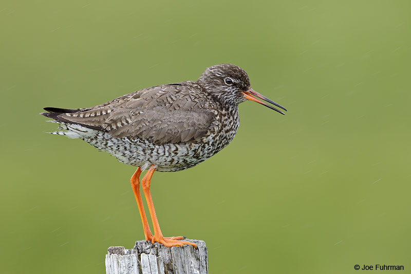 Common Redshank Iceland   July 2013