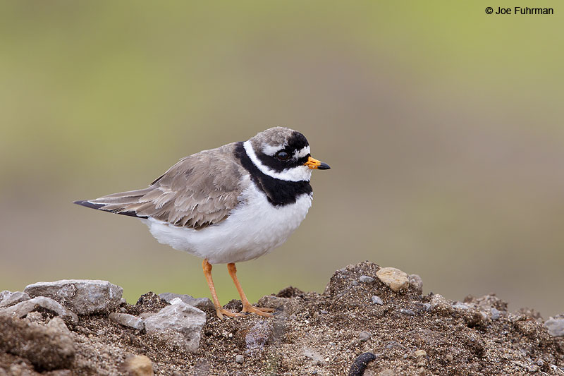 Common Ringed Plover Iceland   July 2013