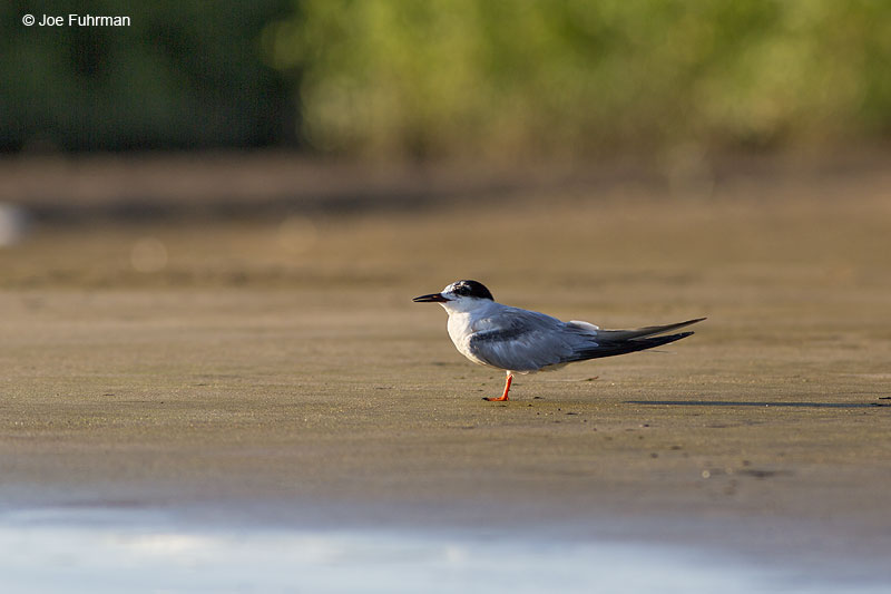 Common Tern Nay., Mexico Dec. 2013