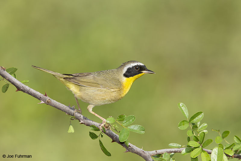 Common Yellowthroat male Galveston Co., TX April 2014