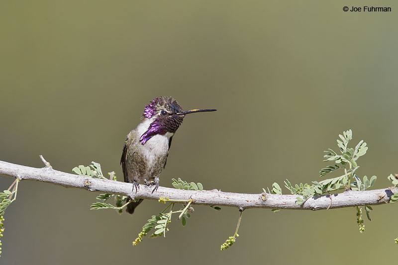 Costa's Hummingbird Pima Co., AZ April 2013