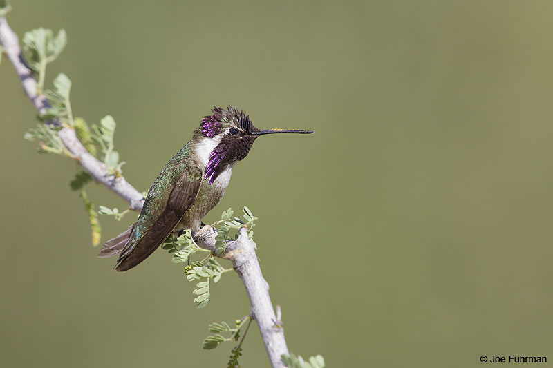 Costa's Hummingbird Pima Co., AZ April 2013