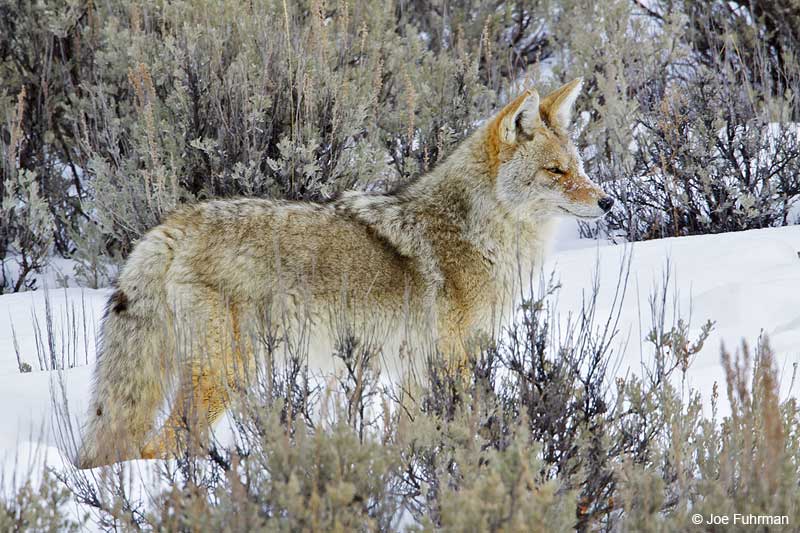 Coyote Yellowstone N.P., WY February 2010
