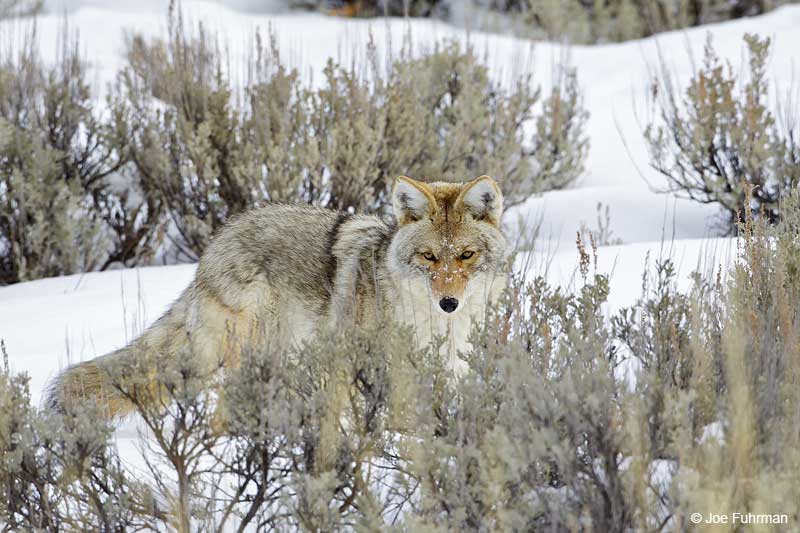 Coyote Yellowstone N.P., WY February 2010