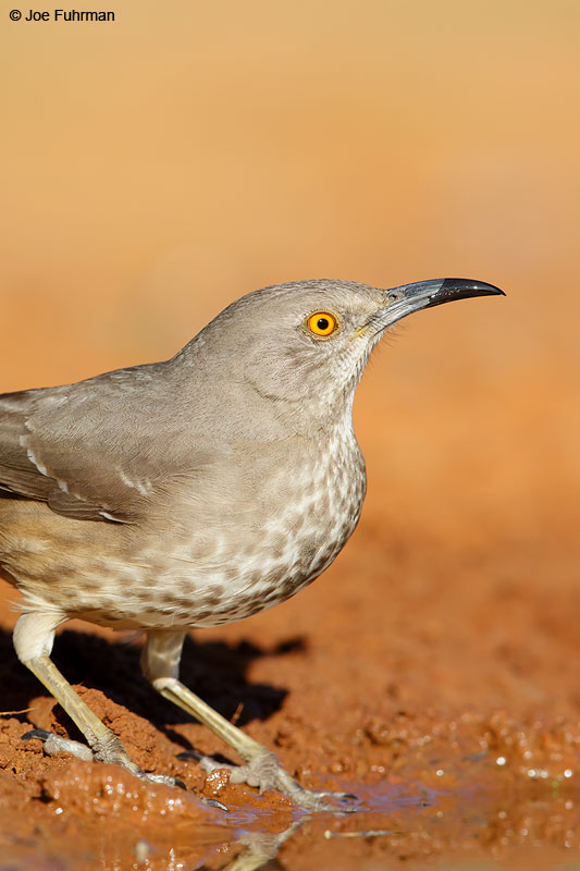 Curve-billed Thrasher Starr Co., TX March 2015