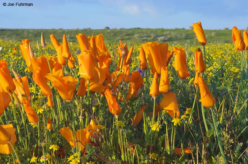 Poppies-Antelope Valley L.A. Co., CA March 2005