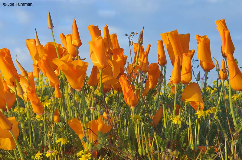 Poppies-Antelope Valley L.A. Co., CA March 2005