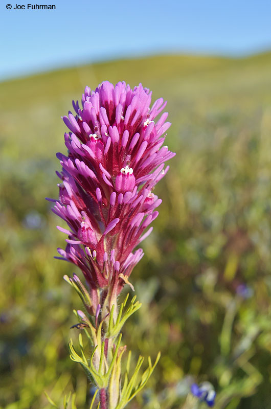 Owl's Clover-Antelope Valley L.A. Co., CA April 2005