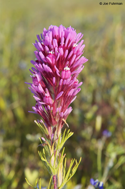 Owl's Clover-Antelope Valley L.A. Co., CA April 2005