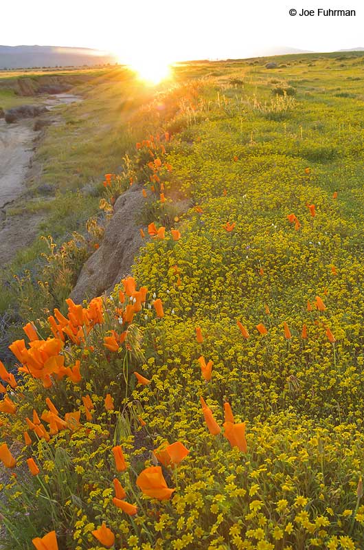 Poppies-Antelope Valley L.A. Co., CA March 2005