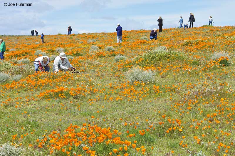 Poppies-Antelope Valley L.A. Co., CA March 2005