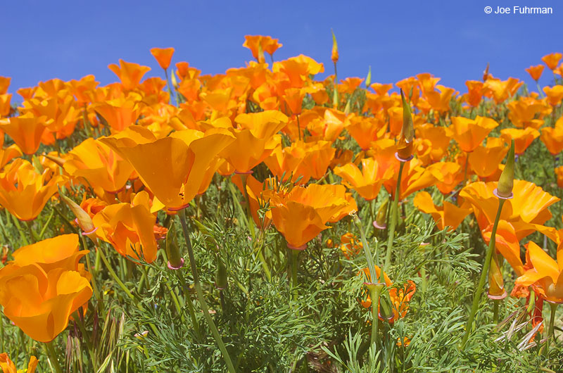 Poppies-Antelope Valley L.A. Co., CA April 2005