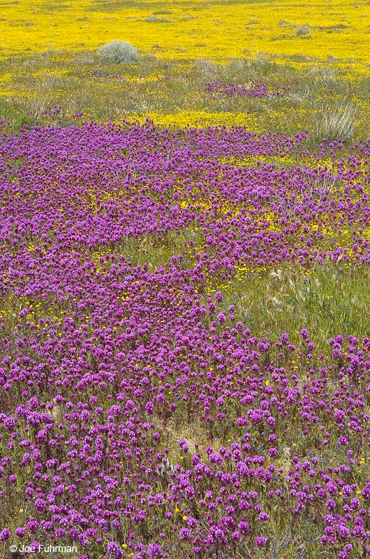 Owl's Clover-Antelope Valley L.A. Co., CA April 2005