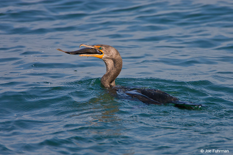 Double-crested Cormorant L.A. Co., CA August 2006
