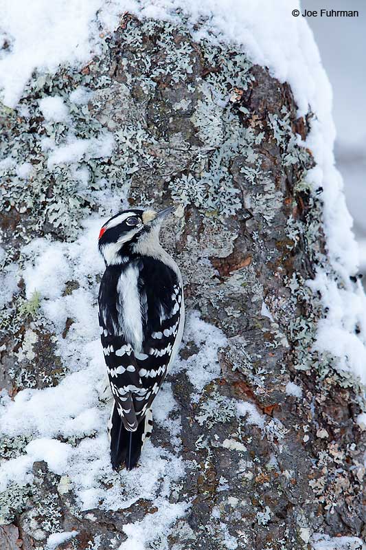 Downy Woodpecker Marquette, MI Jan. 2016