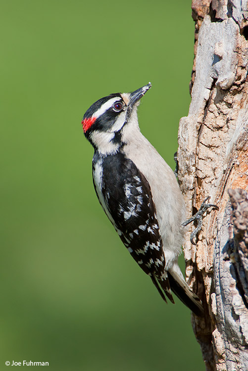 Downy Woodpecker male Lipscomb Co., TX April 2007