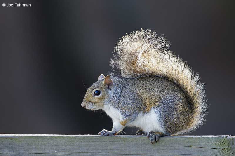 Eastern Gray Squirrel Sarasota Co., FL Dec. 2012