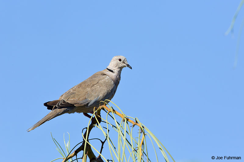 Eurasian Collared-Dove Maricopa Co., AZ Aug. 2014