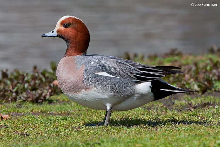Eurasian Wigeon Lane Co., OR March 2009