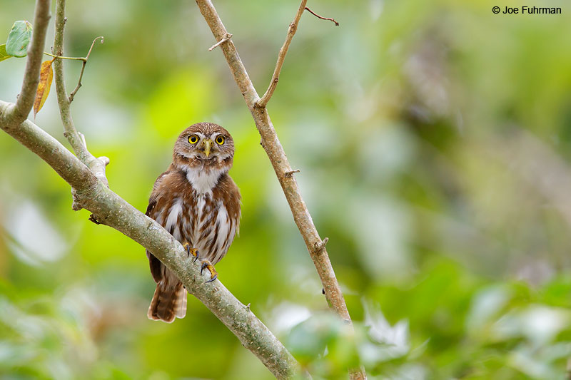 Ferruginous Pygmy-OwlNayarit, Mexico April 2015