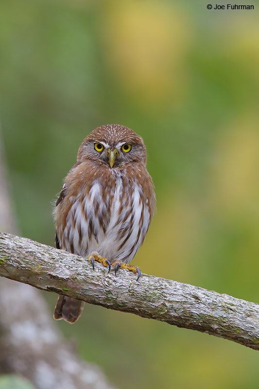 Ferruginous Pygmy-Owl Nayarit, Mexico April 2015