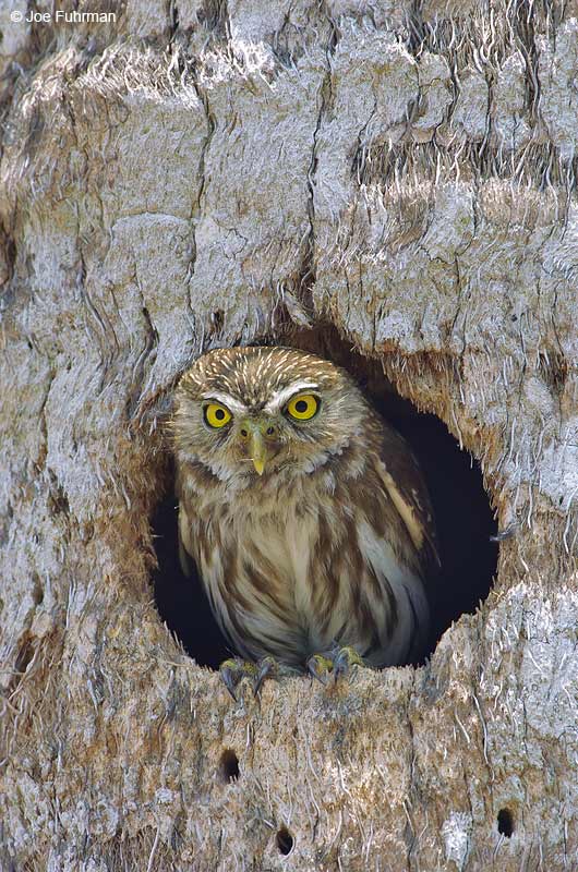 Ferruginous Pygmy-Owl Tamaulipas, Mexico May 2005