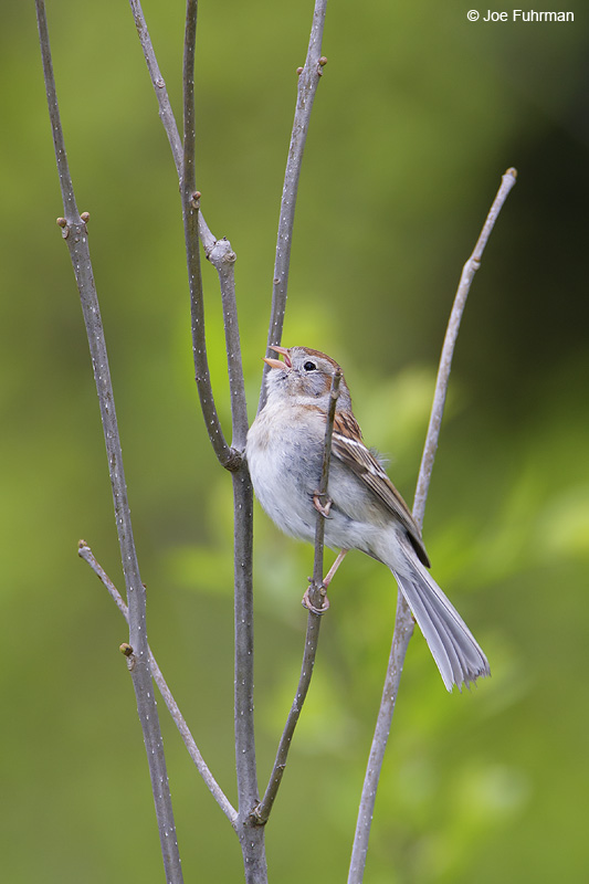 Field Sparrow Cuyahoga Co., OH May 2009