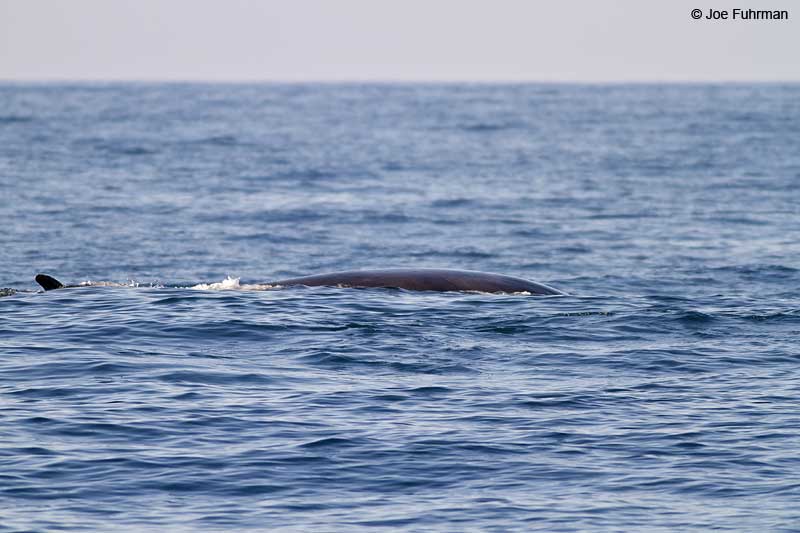 Fin Whale San Diego Co., CA Jan. 2011