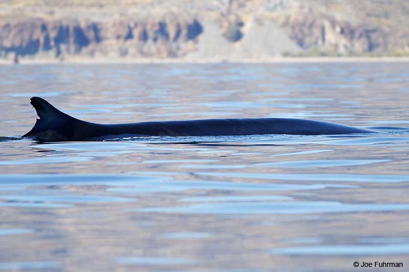 Fin Whale BCS, Mexico March 2011