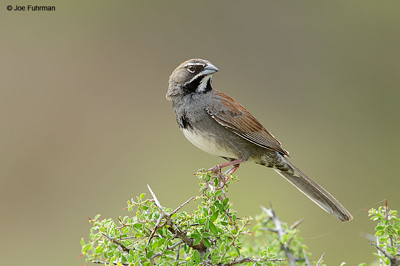 Five-striped Sparrow Santa Cruz Co., AZ   June 2015
