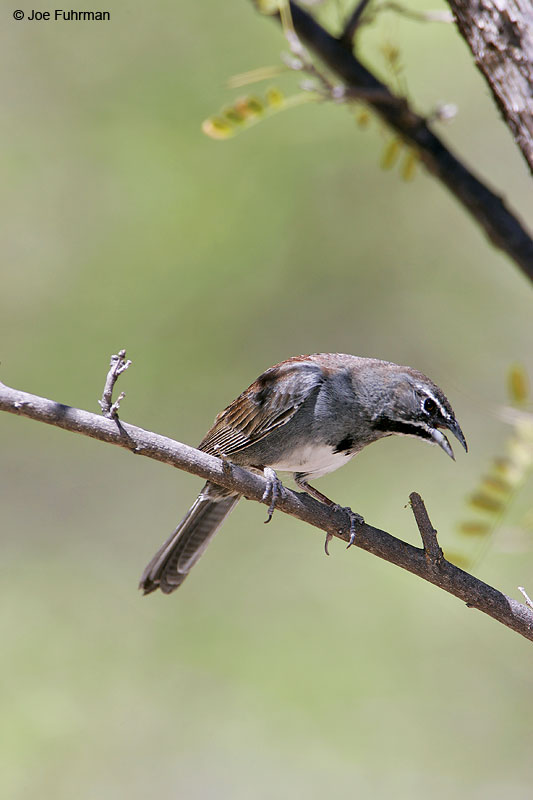 Five-striped Sparrow Santa Cruz Co., AZ May 2006