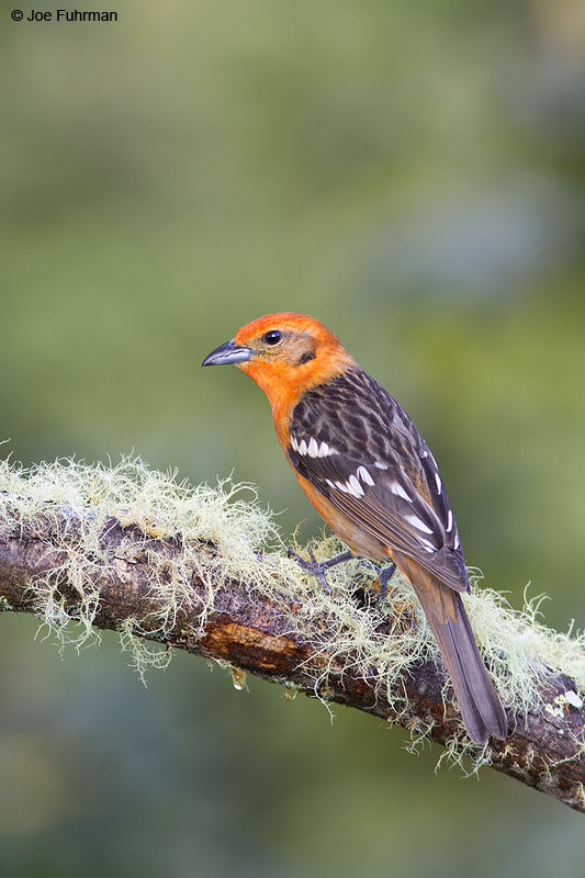 Flame-colored_Tanager_16A5228