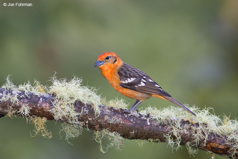 Flame-colored_Tanager_16A5233
