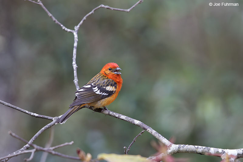 Flame-colored_Tanager_W0G6904