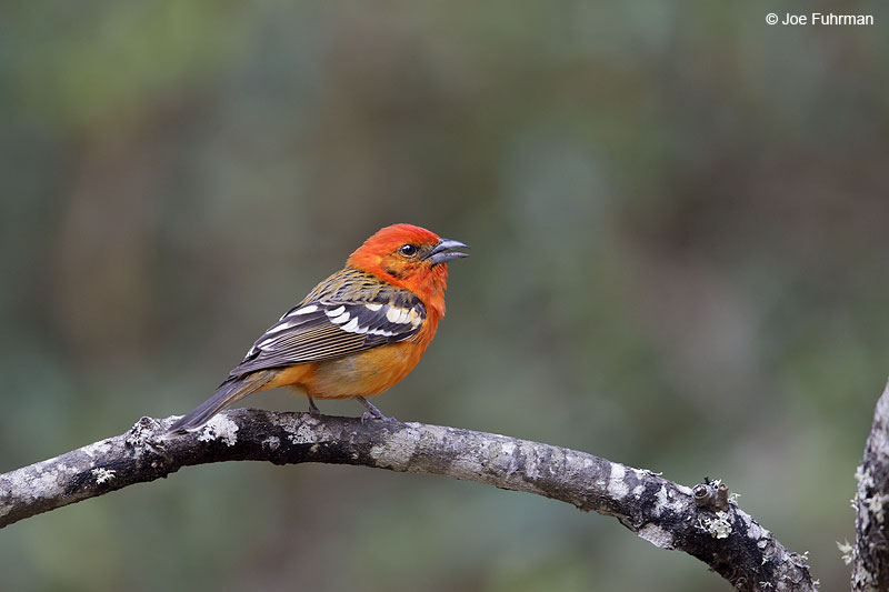 Flame-colored_Tanager_W0G6952